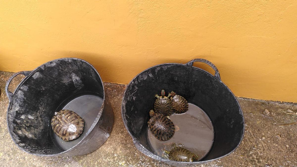 La tortuga autóctona, a la izquierda, y las tortugas de Florida invasoras a la derecha
