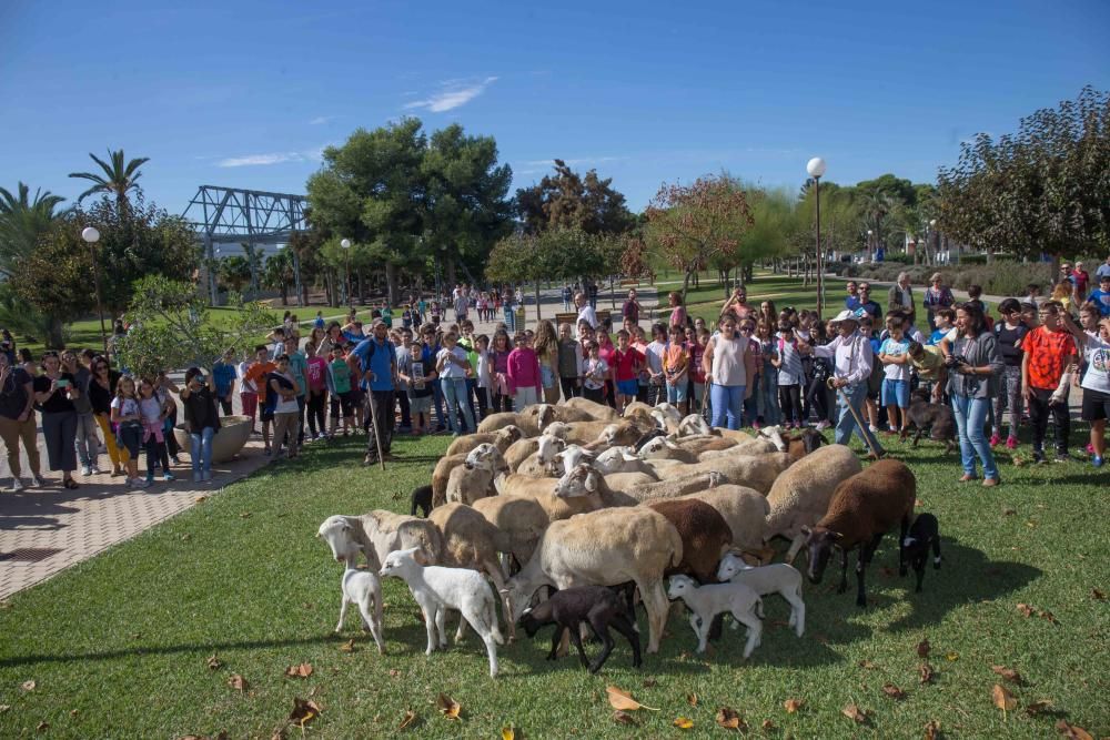 Ovejas por la Universidad