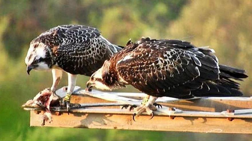 Dos de los ejemplares de águila pescadora en el humedal.