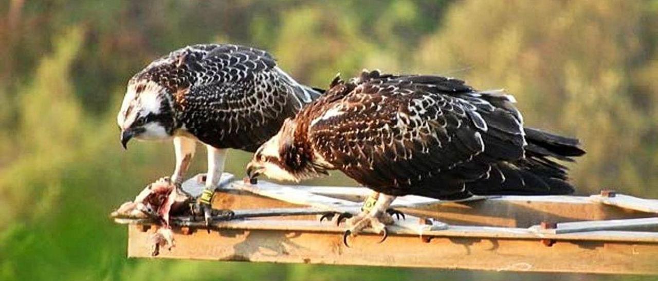 Dos de los ejemplares de águila pescadora en el humedal.