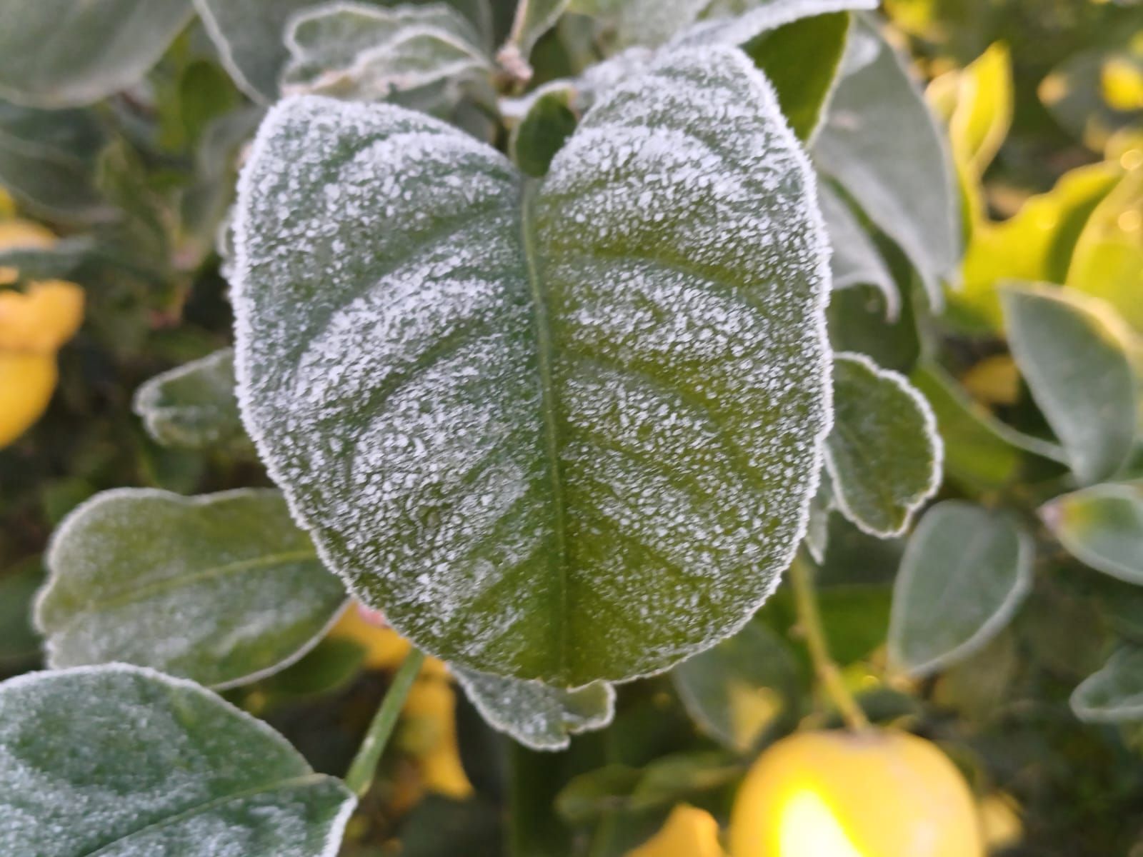 Así han amanecido muchos cultivos de la Vega Baja y el Camp d´Elx: bajo la escarcha