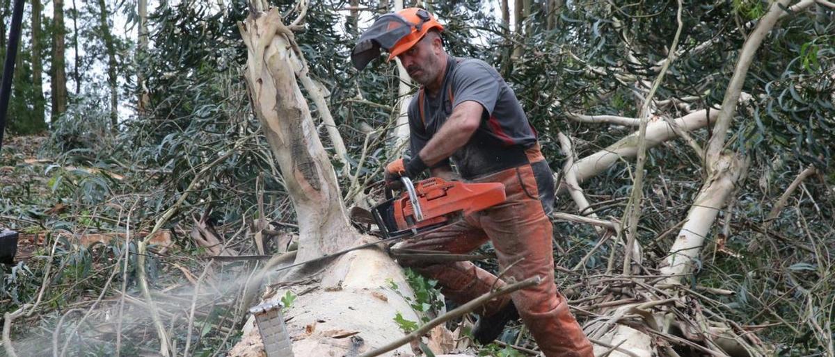 Un trabajador participa en la tala de un gran eucalipto en O Morrazo.