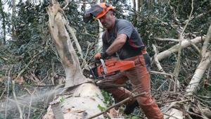 Un trabajador participa en la tala de un gran eucalipto en O Morrazo.