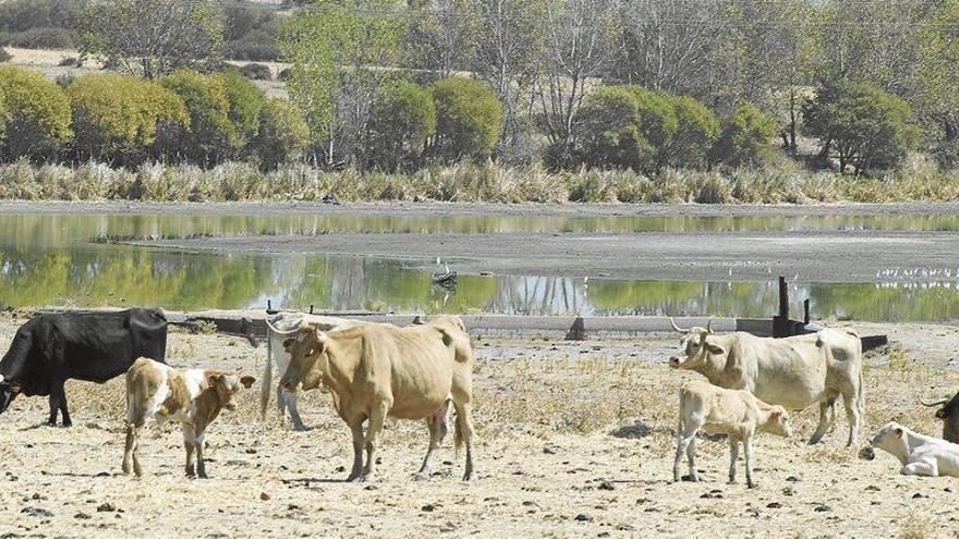 La agrupación Cáceres Viva urge ayudas para los ganaderos del Valle de Alagón