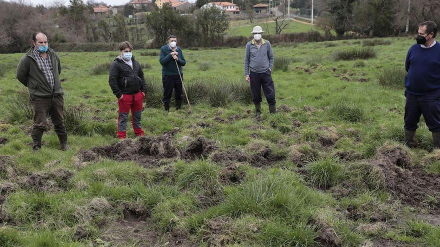 Los ganaderos, hartos de los jabalíes