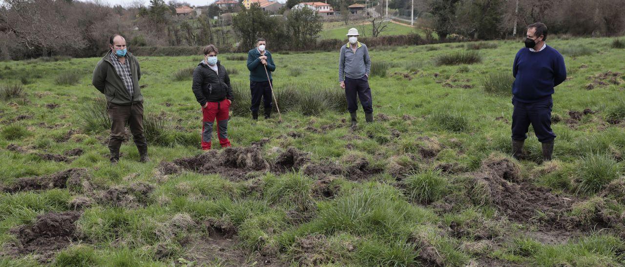 Los ganaderos, hartos de los jabalíes: "Tenemos que espantarlos a gritos"