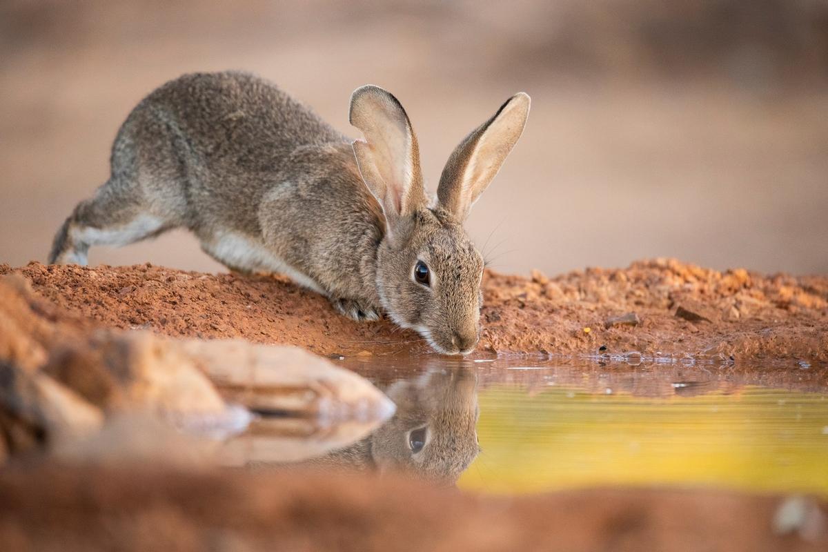 El conejo de monte, pese a tener altas densidades en algunas zonas, está amenazado en España