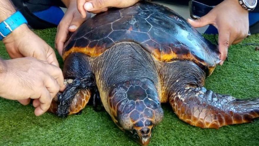 Buceadores de Xàbia salvan a una tortuga que tenía un sedal enrollado en una aleta