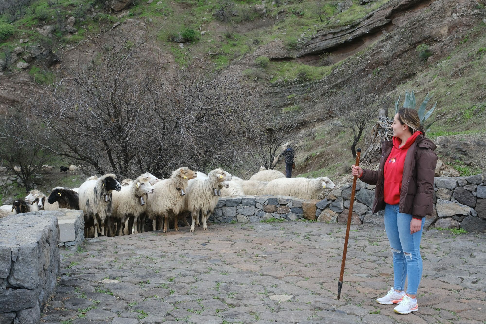 Transhumancia en Tejeda