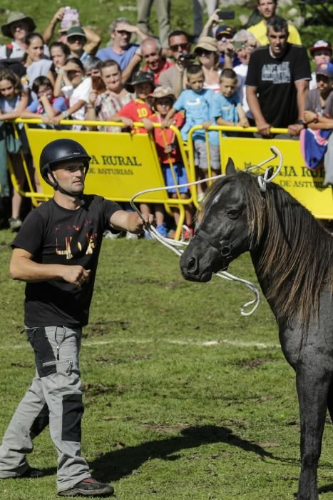 Fiesta del Asturcón en el Sueve