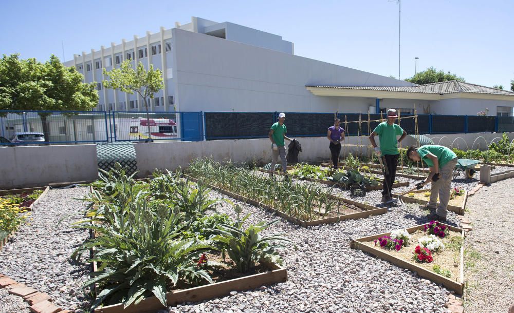 Hort interdisciplinari a l'IES Maltide Salvador de Castelló