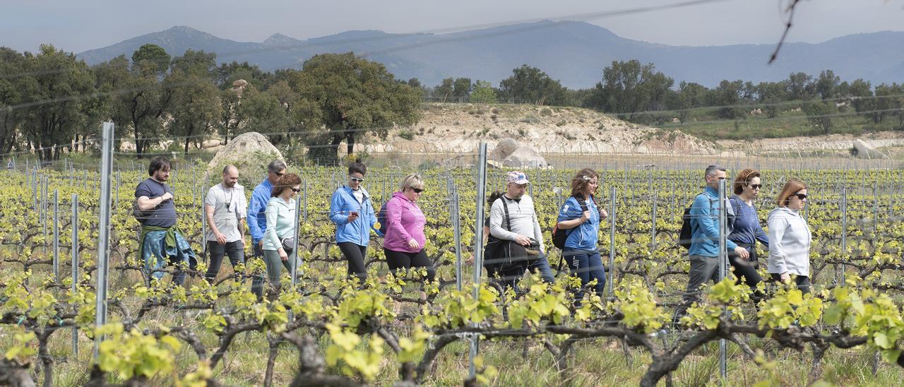 El turisme de quilòmetre zero permet passejar entre les vinyes i els bonics paratges de Capmany, per exemple, i endinsar-te a l’Albera