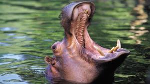 Un hipopótamo muestra sus fauces.