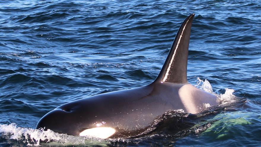 Encuentran muerta a la orca que se había quedado atrapada en el río Sena