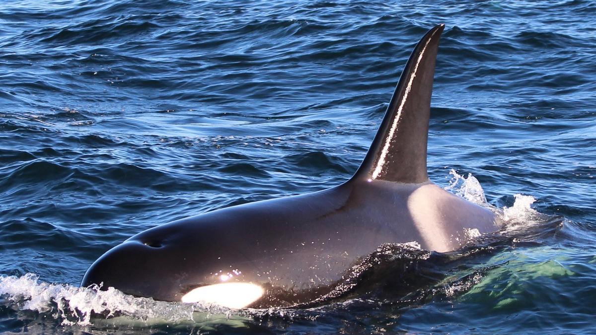 Imagen de un ejemplar de orca.