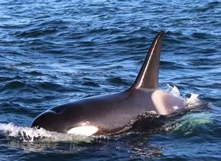 Encuentran muerta a la orca que se había quedado atrapada en el río Sena