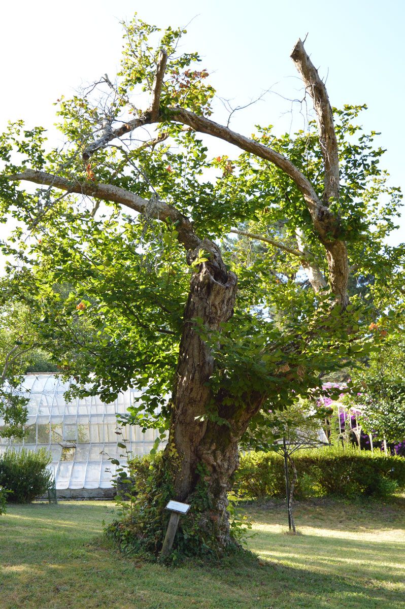 Las "árbores senlleiras" de los jardines de Lourizán