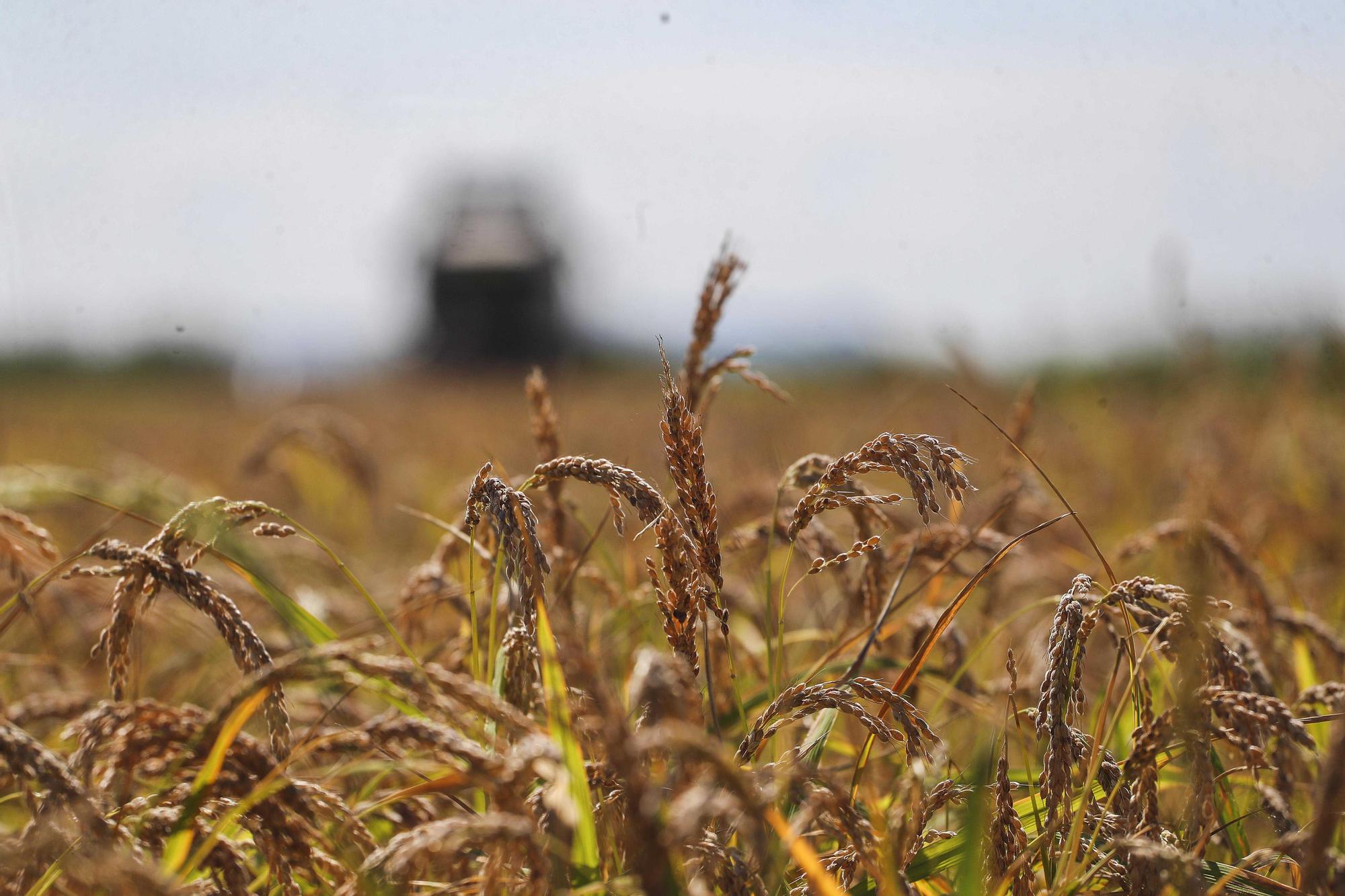 Comienza la siega del arroz en el Parque natural de La Albufera