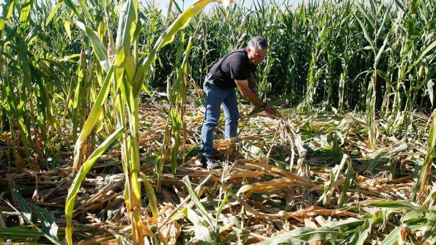 Un agricultor tabarés muestra los daños provocados por el jabalí en una tierra de maíz.