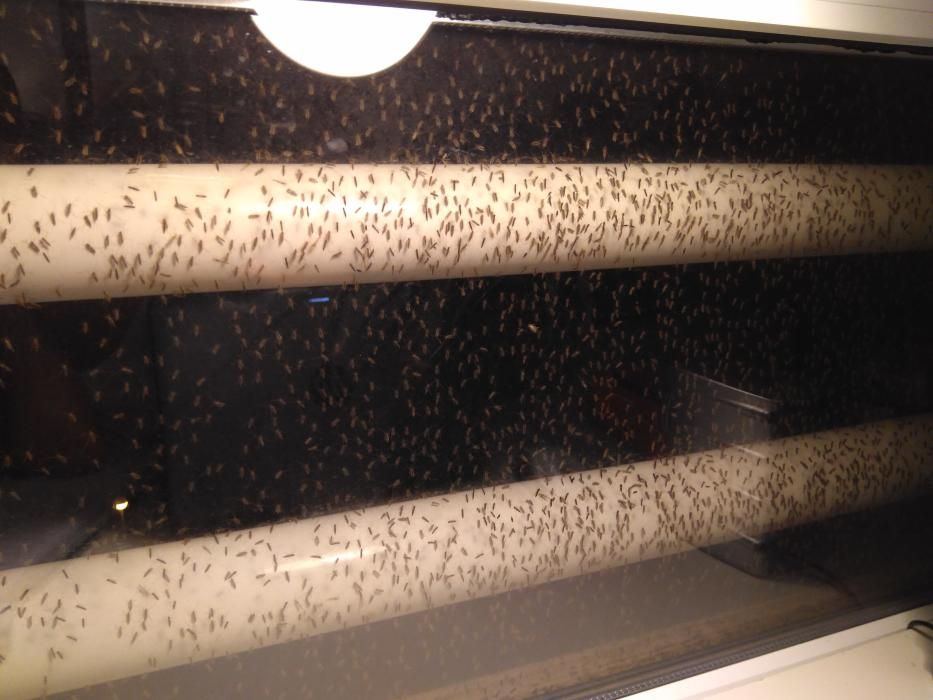 Una vecina de la zona ha mandado estas fotos de su vivienda en Urbanova, con las ventanas infestadas de mosquitos