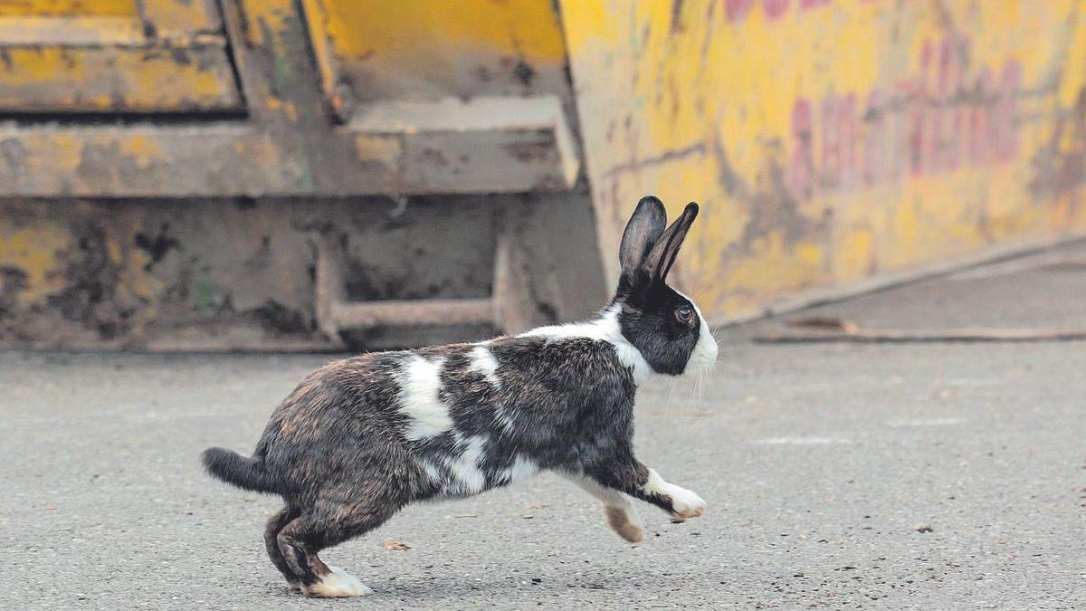 Un conejo paseando entre las obras. | Irma Collín