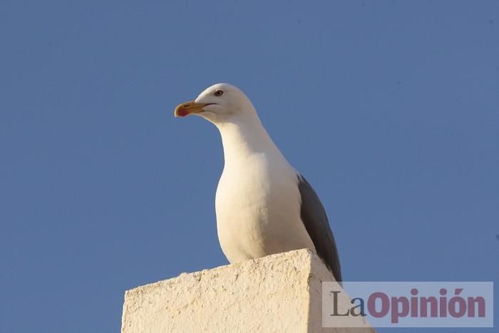 Primer día de paseos al aire libre en Mazarrón