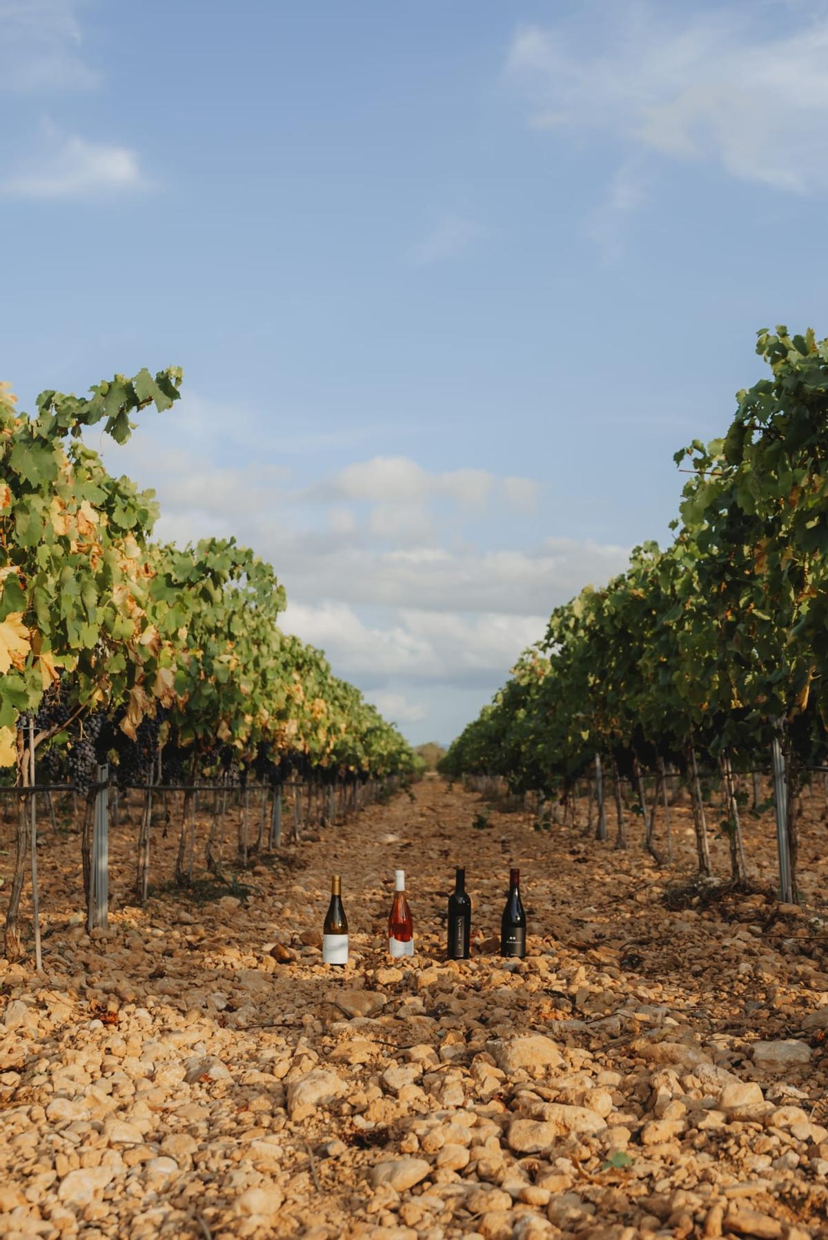Los vinos elaborados por los hermanos Vidal Serra invitan a degustar Mallorca con los cinco sentidos.