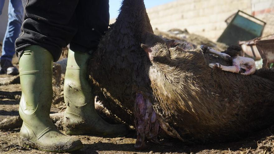 GALERÍA | La &quot;escabechina&quot; del lobo en Revellinos de Campos