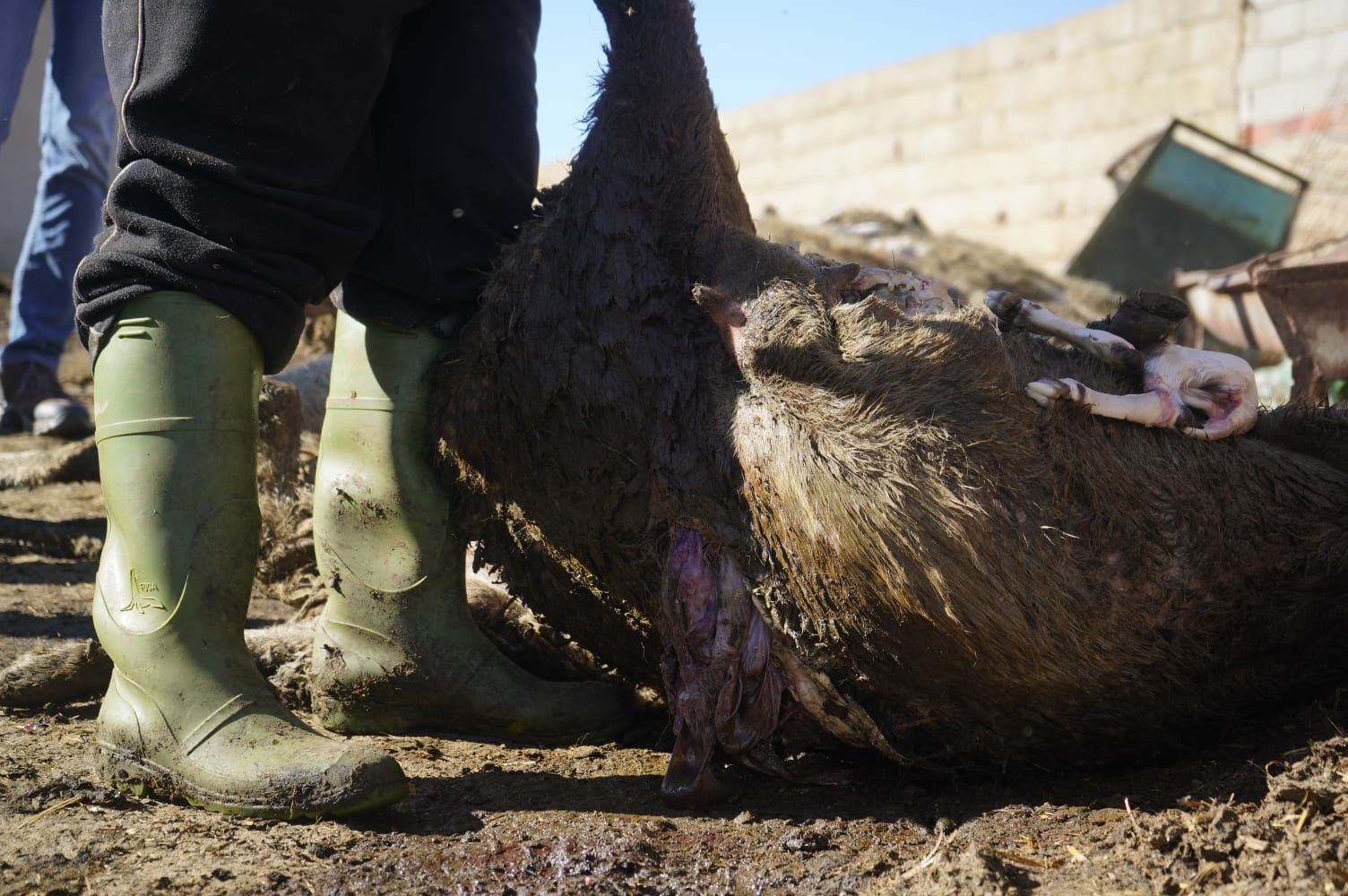 GALERÍA | La "escabechina" del lobo en Revellinos de Campos