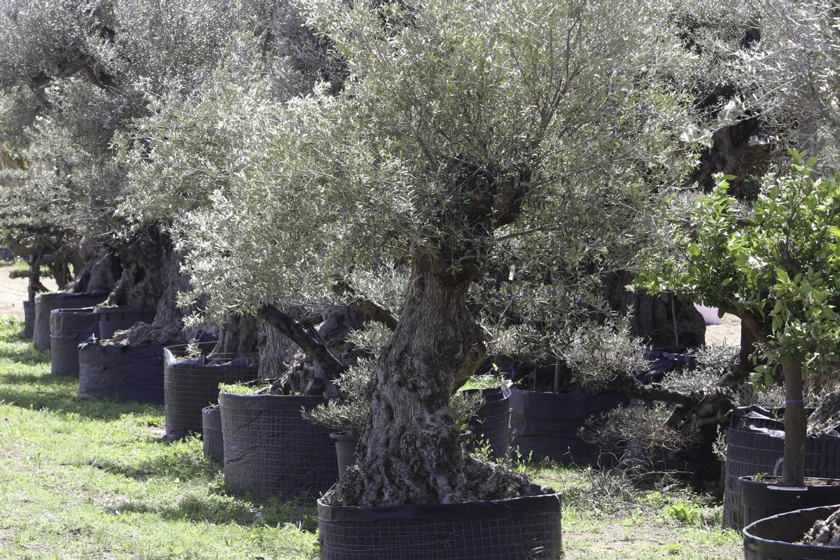 Olivos de tipo ornamental almacenados en un vivero de Ibiza