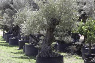 Siguen sin hallar la forma legal de parar la llegada de olivos a Ibiza