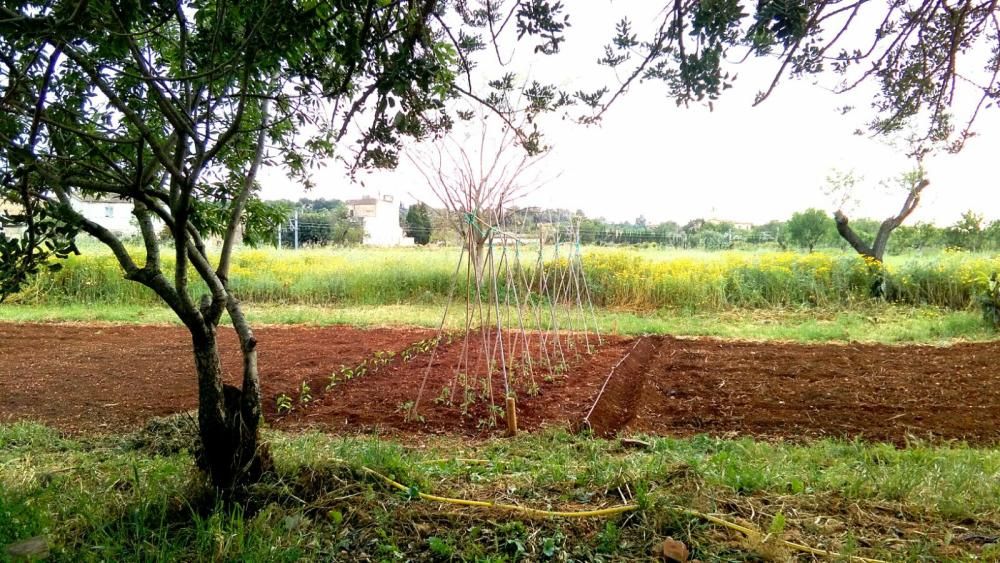 'Verdureta Dolça': La alquimista de los frutos de Mallorca