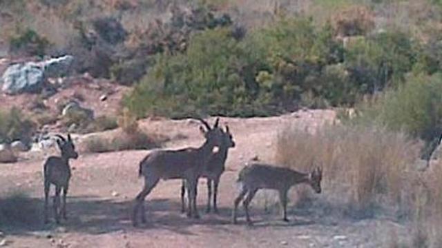 La fauna silvestre provoca daños por valor de 700.000 euros