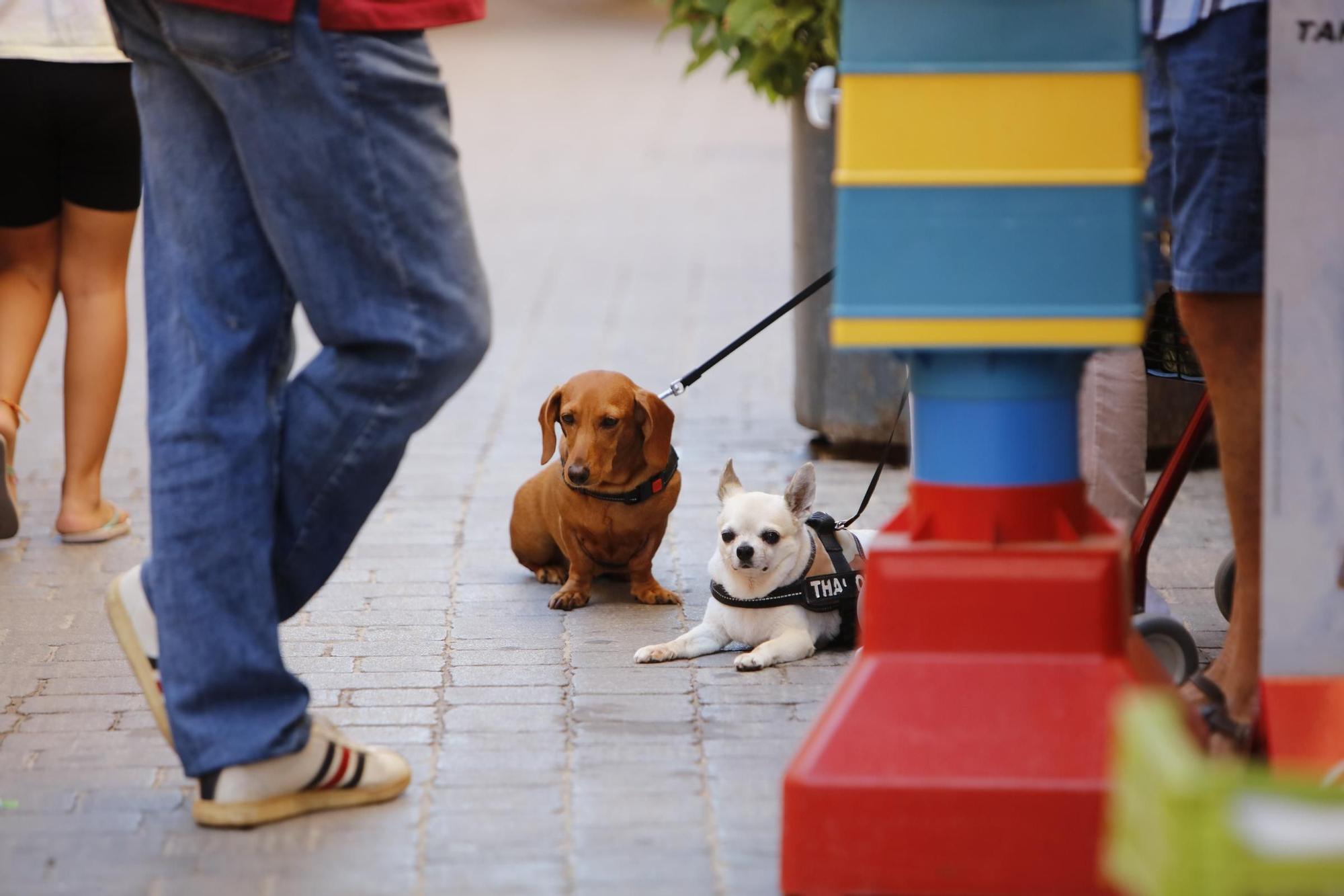 Das authentische Mallorca: Besuch auf dem Wochenmarkt in Llucmajor