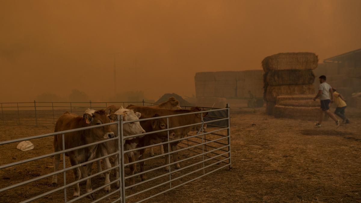 Vacas en una nave ganadera en medio del incendio originado en Lober de Aliste.