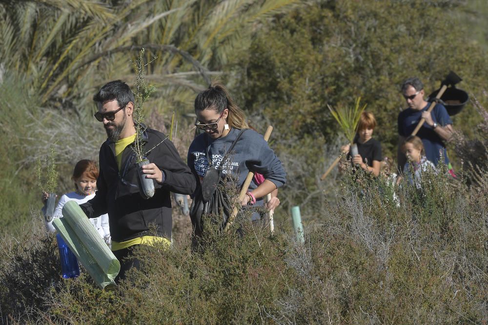 Reforestación en el Clot de Galvany, en imágenes