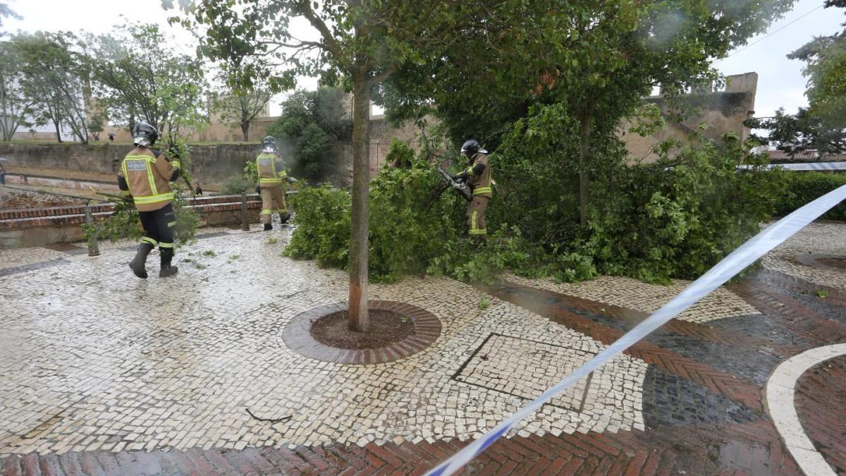 Un guía turístico de Badajoz resulta herido al caerle encima un árbol en la Alcazaba