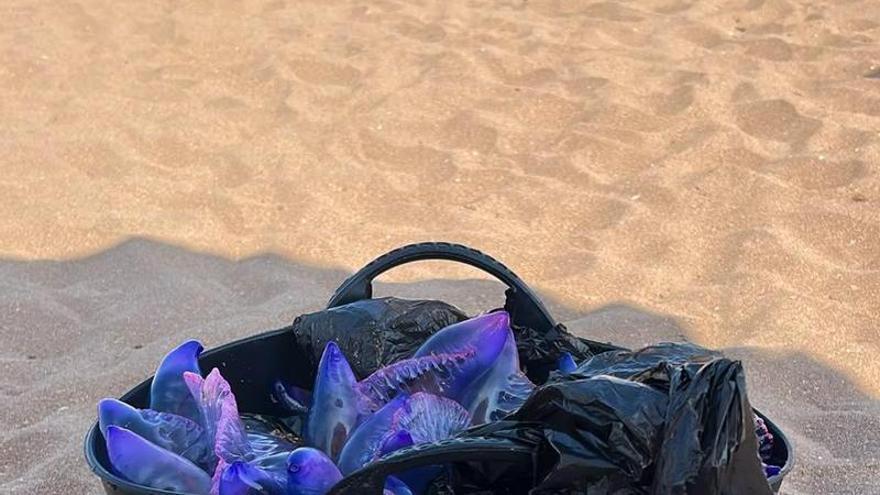 Llegada masiva de centenares de carabelas portuguesas recogidas en las playas de Gijón en lo que va de día