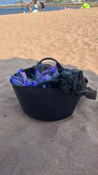 Llegada masiva de centenares de carabelas portuguesas recogidas en las playas de Gijón en lo que va de día