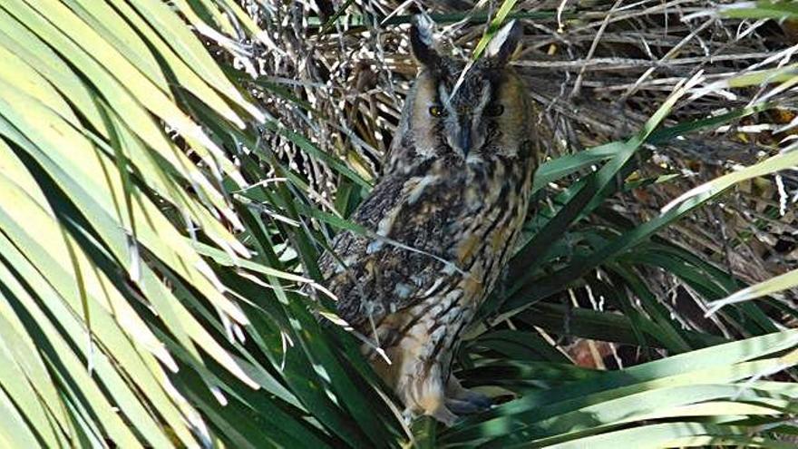 Un mussol, entre les branques d&#039;una palmera.