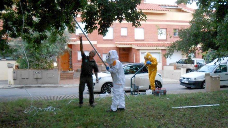 Efectius de la brigada retirant un dels nius de vespa asiàtica localitzats a Girona