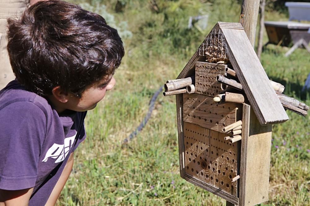 Der Regen im Mai hat den Pflanzen einen zweiten Frühling und den Bienen Pollen sowie Nektar beschert. Der Imker Gori Lladó umsorgt sie und experimentiert mit ökologischen Methoden und neuen Formen für