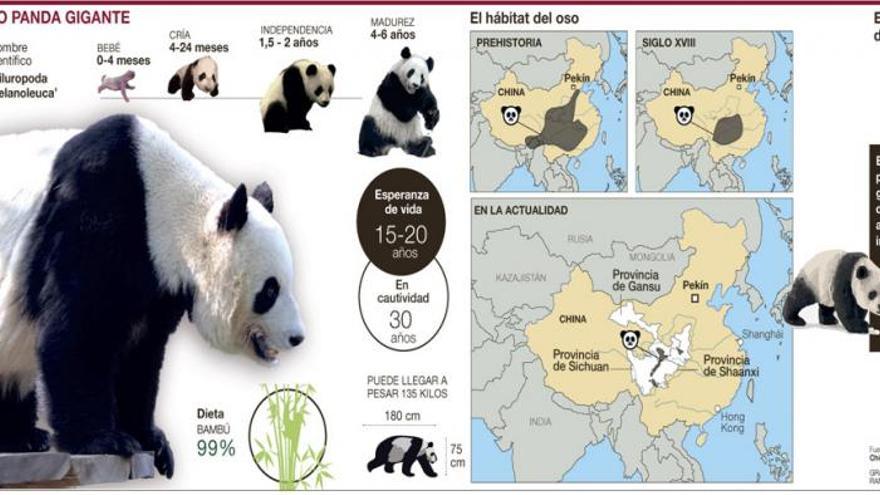 Osos panda, de animales “en peligro de extinción” a “vulnerables”