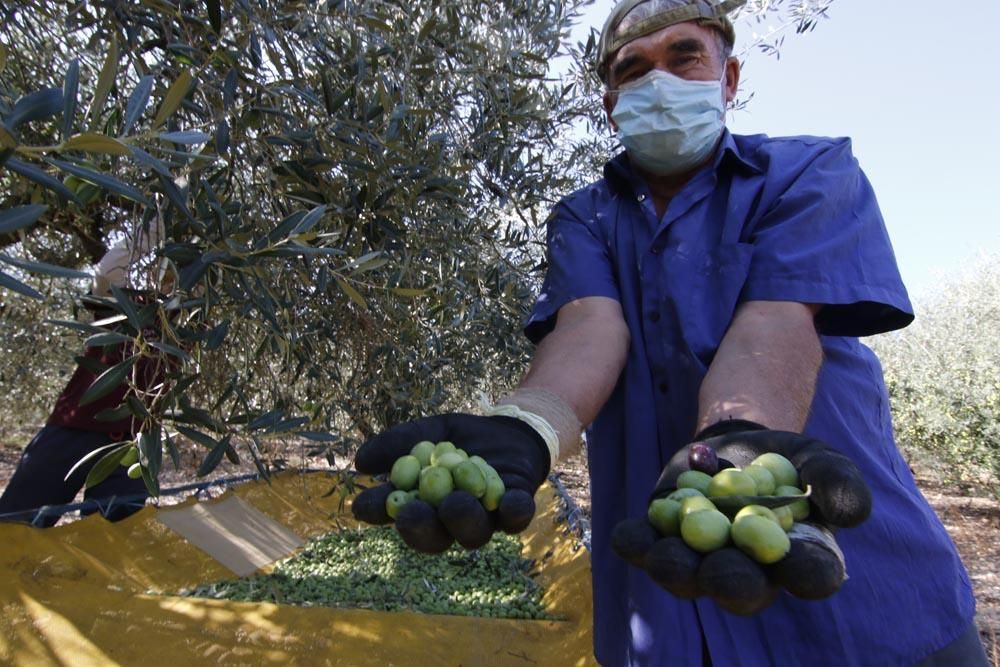 Inicio de la campaña de la aceituna en Córdoba