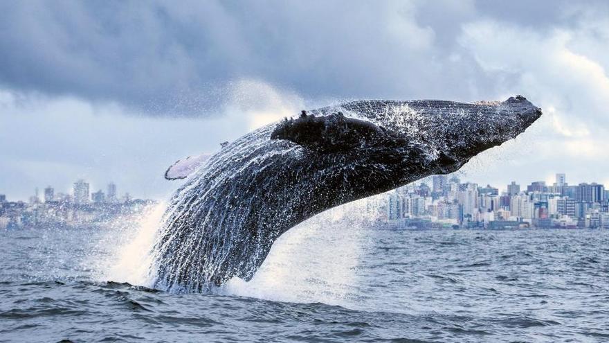 El silenci de la pandèmia atreu les balenes al litoral