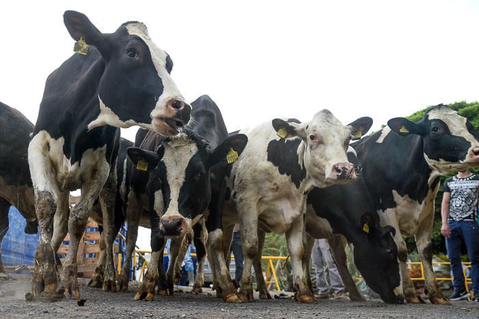 El Cabildo recibe 33 vacas