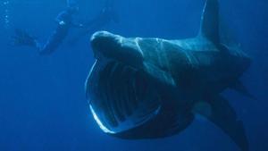 Asombro en Ferrol: gigantesco tiburón de seis metros hallado en la playa