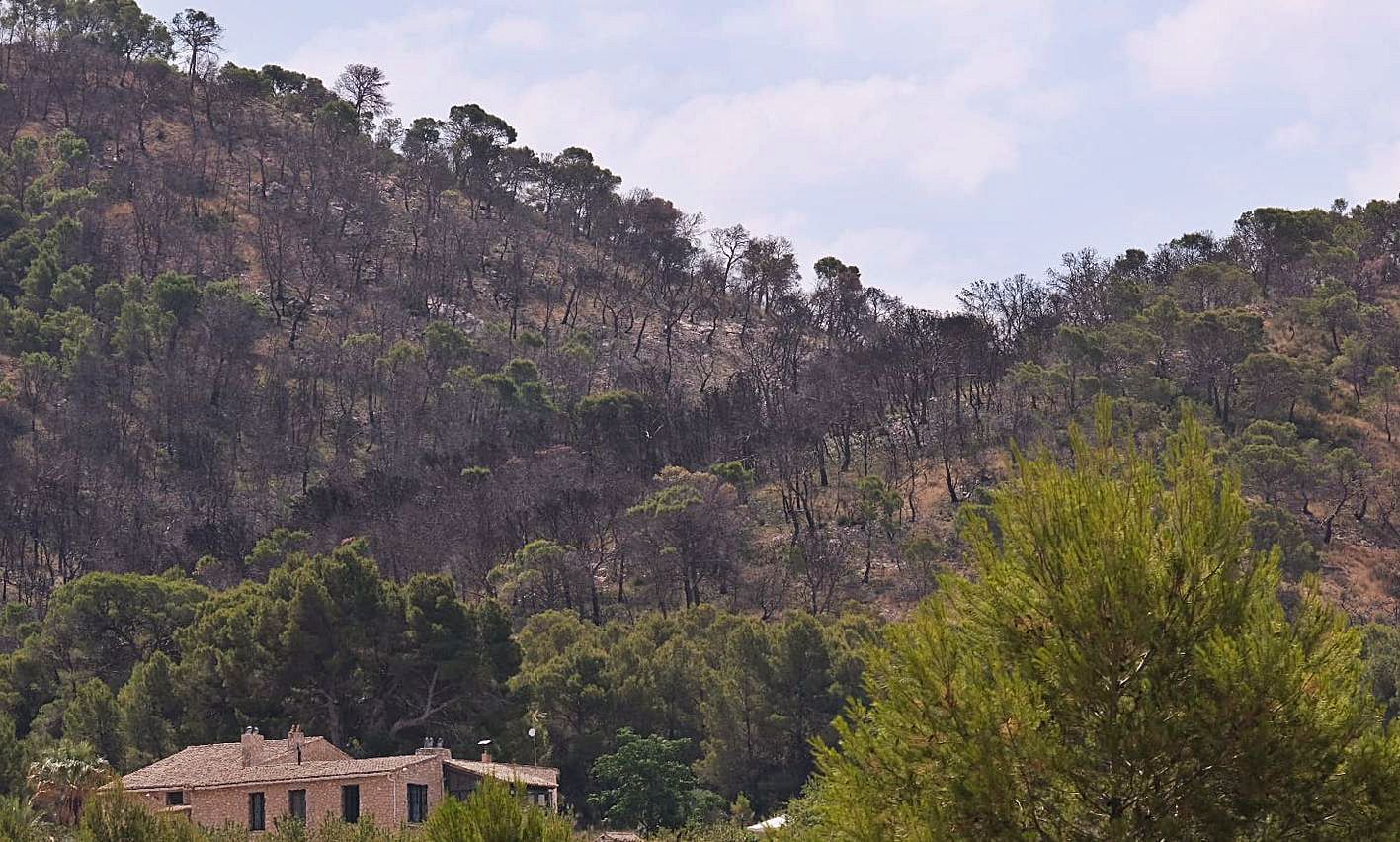 Estado actual que presenta la zona con el pinar carbonizado y la fauna y flora desaparecida. | 