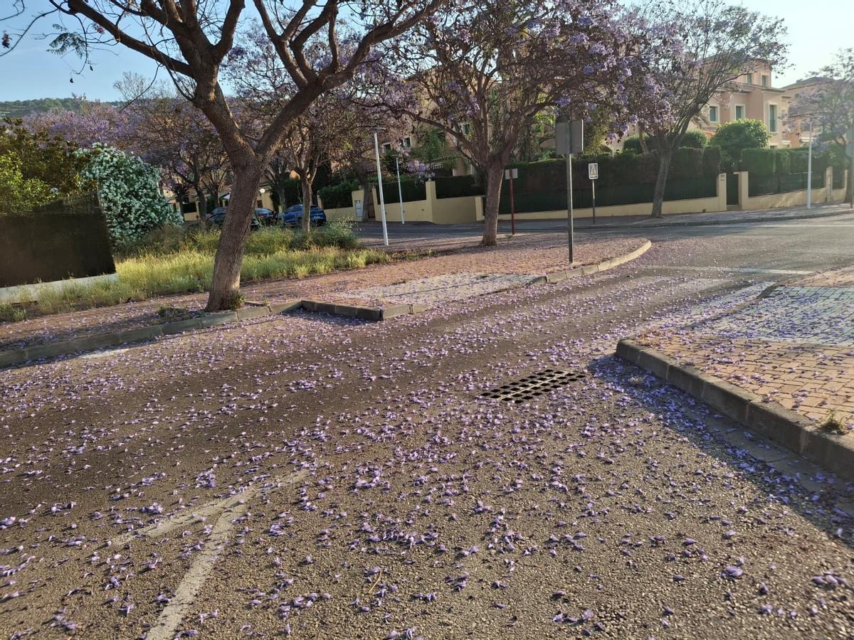 Una calle de Xàbia alfombrada de flores de jacaranda