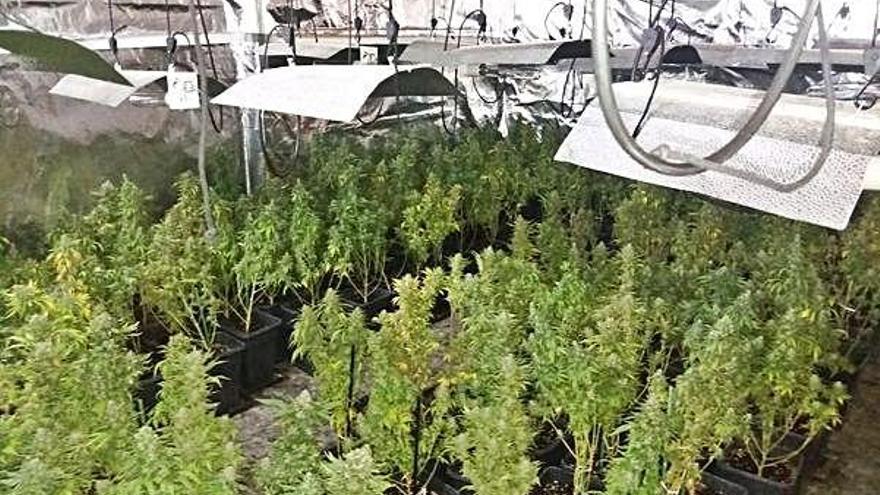 La plantació amagada en un pis del carrer Verge de Fuensanta